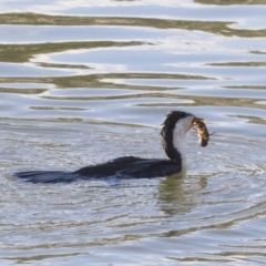 Microcarbo melanoleucos (Little Pied Cormorant) at Belconnen, ACT - 2 Jul 2018 by AlisonMilton