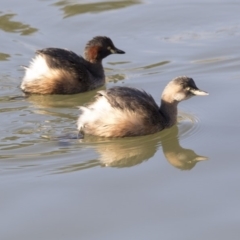 Tachybaptus novaehollandiae (Australasian Grebe) at Belconnen, ACT - 2 Jul 2018 by Alison Milton