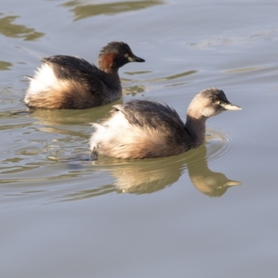 Tachybaptus novaehollandiae (Australasian Grebe) at Lake Ginninderra - 2 Jul 2018 by Alison Milton