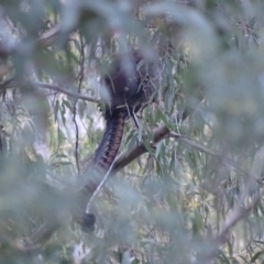 Menura novaehollandiae (Superb Lyrebird) at Paddys River, ACT - 24 Jun 2018 by roymcd