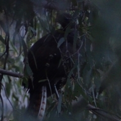 Menura novaehollandiae at Paddys River, ACT - 25 Jun 2018 09:08 AM