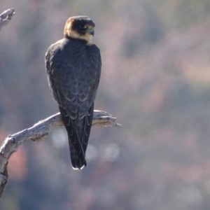 Falco longipennis at Garran, ACT - 26 Jun 2018 12:50 PM