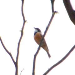 Pachycephala rufiventris (Rufous Whistler) at Booth, ACT - 14 Dec 2017 by KMcCue
