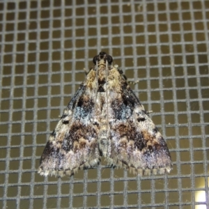 Orthaga thyrisalis at Conder, ACT - 12 Feb 2018 01:32 AM