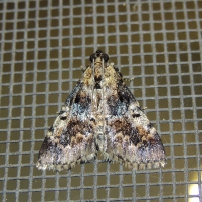 Orthaga thyrisalis (Teatree Web Moth) at Pollinator-friendly garden Conder - 11 Feb 2018 by michaelb