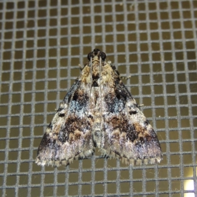 Orthaga thyrisalis (Teatree Web Moth) at Conder, ACT - 11 Feb 2018 by michaelb