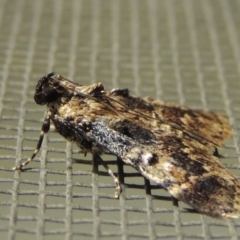 Orthaga thyrisalis at Conder, ACT - 12 Feb 2018 01:32 AM