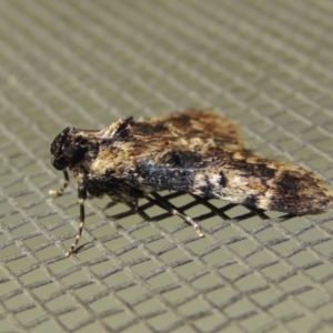 Orthaga thyrisalis at Conder, ACT - 12 Feb 2018 01:32 AM