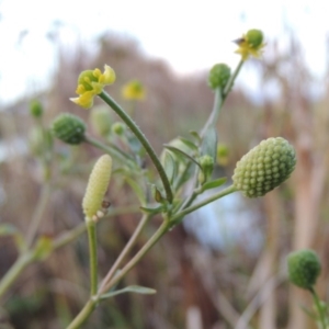 Ranunculus sceleratus subsp. sceleratus at Fyshwick, ACT - 20 Jun 2018