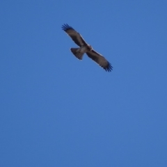 Hieraaetus morphnoides (Little Eagle) at Red Hill, ACT - 26 Jun 2018 by roymcd