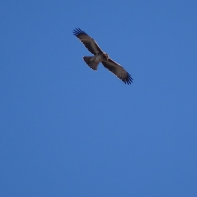 Hieraaetus morphnoides (Little Eagle) by roymcd