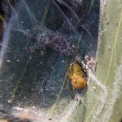 Deliochus sp. (genus) at Cook, ACT - 2 Jul 2018 02:42 PM