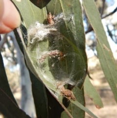 Deliochus sp. (genus) at Cook, ACT - 2 Jul 2018