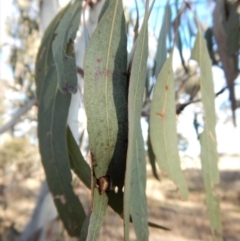 Deliochus sp. (genus) at Cook, ACT - 2 Jul 2018 02:42 PM