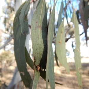 Deliochus sp. (genus) at Cook, ACT - 2 Jul 2018