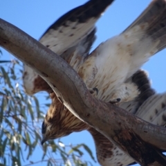 Hieraaetus morphnoides (Little Eagle) at Garran, ACT - 28 Jun 2018 by roymcd