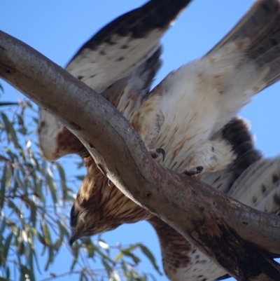 Hieraaetus morphnoides (Little Eagle) at Garran, ACT - 28 Jun 2018 by roymcd