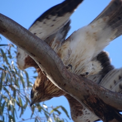 Hieraaetus morphnoides (Little Eagle) by roymcd