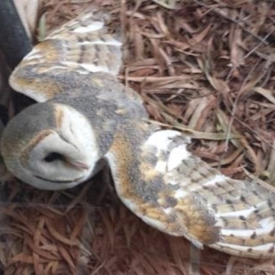 Tyto alba (Barn Owl) at Australian National University - 2 Jul 2018 by TimYiu