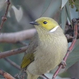 Ptilotula penicillata at Hume, ACT - 29 Jun 2018 03:57 PM