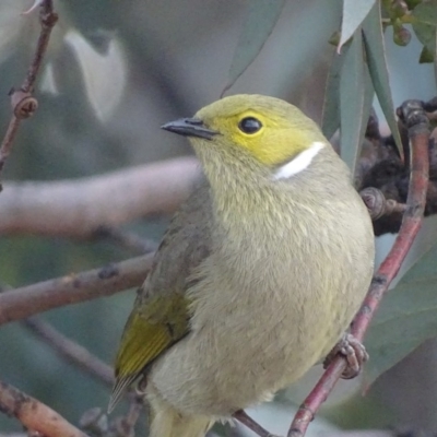 Ptilotula penicillata (White-plumed Honeyeater) at Hume, ACT - 29 Jun 2018 by roymcd