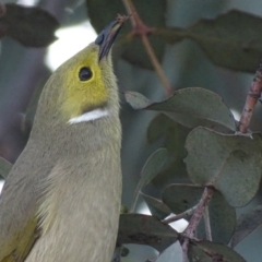 Ptilotula penicillata at Hume, ACT - 29 Jun 2018 03:57 PM