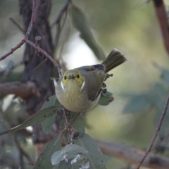 Ptilotula penicillata at Hume, ACT - 29 Jun 2018 03:57 PM