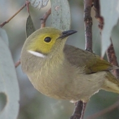 Ptilotula penicillata at Hume, ACT - 29 Jun 2018 03:57 PM