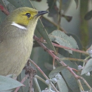 Ptilotula penicillata at Hume, ACT - 29 Jun 2018 03:57 PM