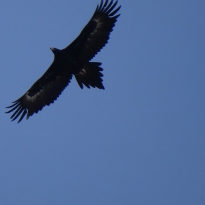 Aquila audax (Wedge-tailed Eagle) at Hume, ACT - 29 Jun 2018 by roymcd