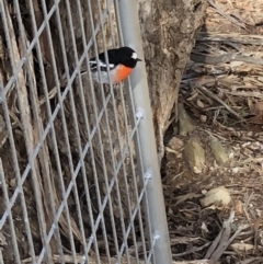 Petroica boodang (Scarlet Robin) at Wamboin, NSW - 3 Jul 2018 by LSP