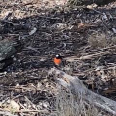 Petroica boodang at Wamboin, NSW - 3 Jul 2018 11:28 AM