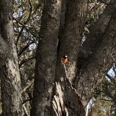 Petroica boodang at Wamboin, NSW - 3 Jul 2018 11:28 AM