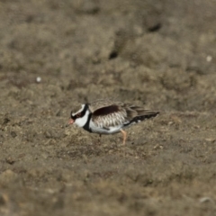 Charadrius melanops (Black-fronted Dotterel) at Michelago, NSW - 27 Aug 2017 by Illilanga