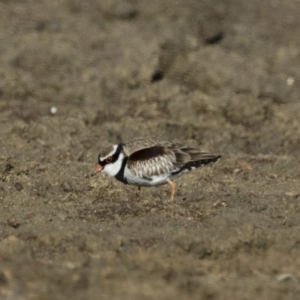 Charadrius melanops at Michelago, NSW - 27 Aug 2017 08:56 AM