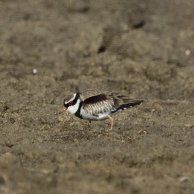 Charadrius melanops (Black-fronted Dotterel) at Michelago, NSW - 27 Aug 2017 by Illilanga