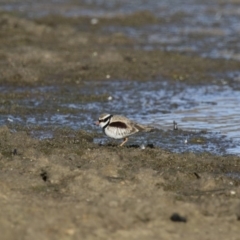 Charadrius melanops at Michelago, NSW - 27 Aug 2017