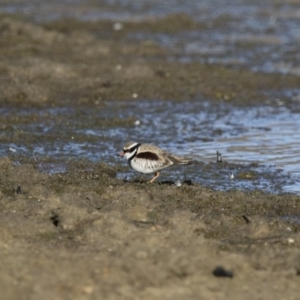 Charadrius melanops at Michelago, NSW - 27 Aug 2017 08:56 AM