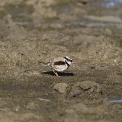 Charadrius melanops at Michelago, NSW - 27 Aug 2017 08:56 AM