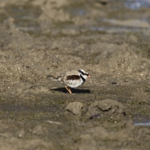 Charadrius melanops at Michelago, NSW - 27 Aug 2017 08:56 AM