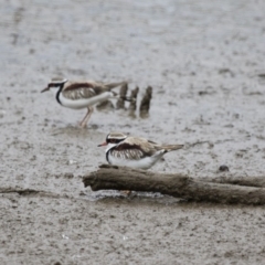 Charadrius melanops (Black-fronted Dotterel) at Michelago, NSW - 25 Oct 2017 by Illilanga