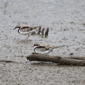 Charadrius melanops at Michelago, NSW - 26 Oct 2017