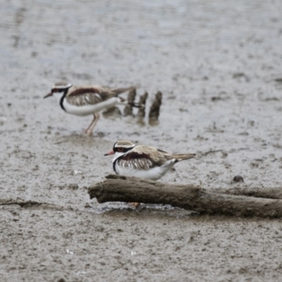 Charadrius melanops (Black-fronted Dotterel) at Michelago, NSW - 25 Oct 2017 by Illilanga