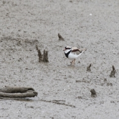 Charadrius melanops at Michelago, NSW - 26 Oct 2017