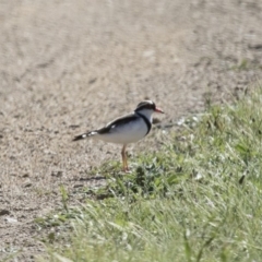 Charadrius melanops (Black-fronted Dotterel) at Illilanga & Baroona - 19 Nov 2017 by Illilanga