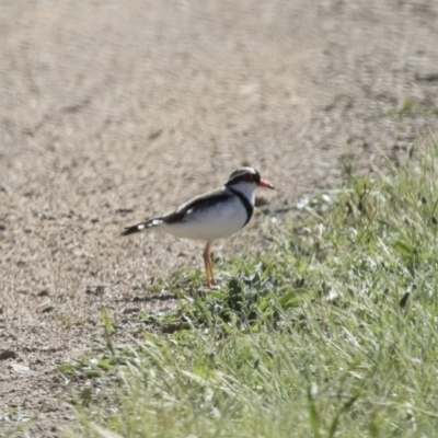 Charadrius melanops (Black-fronted Dotterel) at Illilanga & Baroona - 19 Nov 2017 by Illilanga