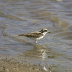 Charadrius melanops at Michelago, NSW - 2 Apr 2018