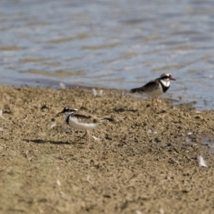 Charadrius melanops at Michelago, NSW - 2 Apr 2018 03:31 PM