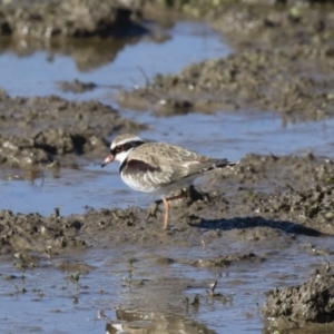 Charadrius melanops at Michelago, NSW - 1 Jul 2018