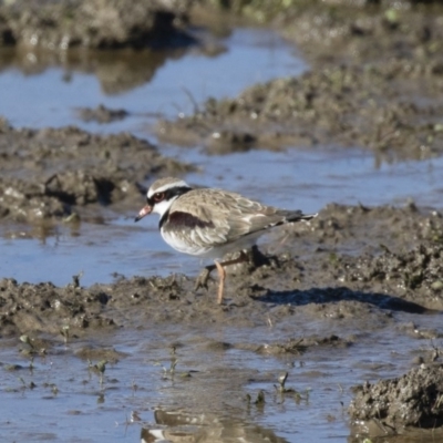 Charadrius melanops (Black-fronted Dotterel) at Illilanga & Baroona - 1 Jul 2018 by Illilanga